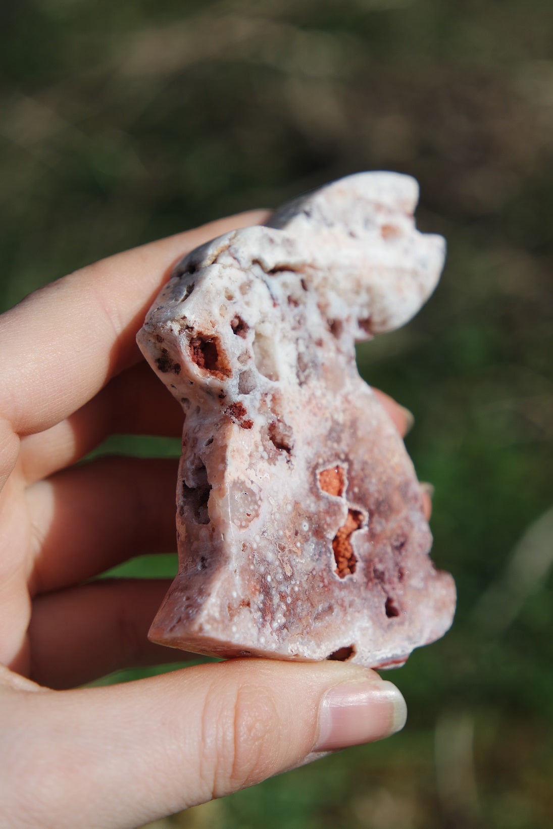 Crazy Lace Achat Hase ~ H004