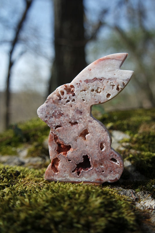 Crazy Lace Achat Hase ~ H002