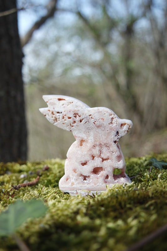 Crazy Lace Achat Hase ~ H008