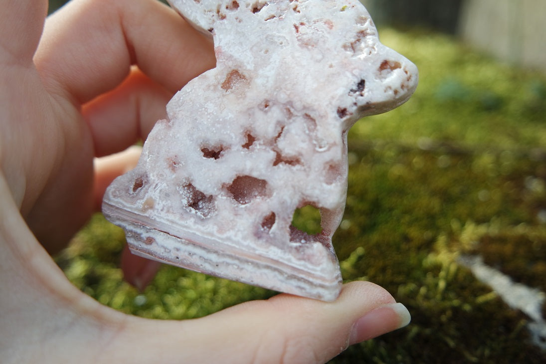 Crazy Lace Achat Hase ~ H008