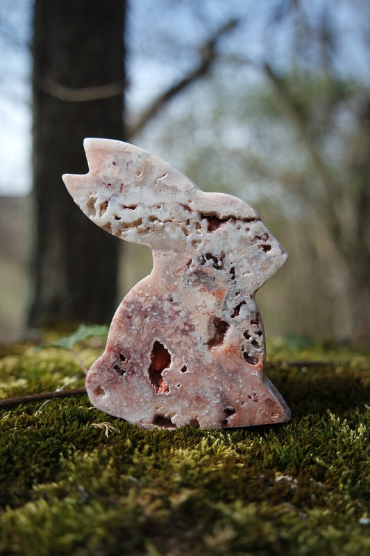 Crazy Lace Achat Hase ~ H001