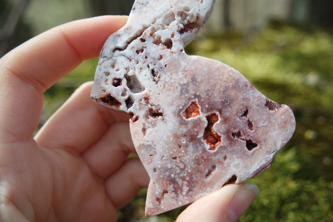 Crazy Lace Achat Hase ~ H001