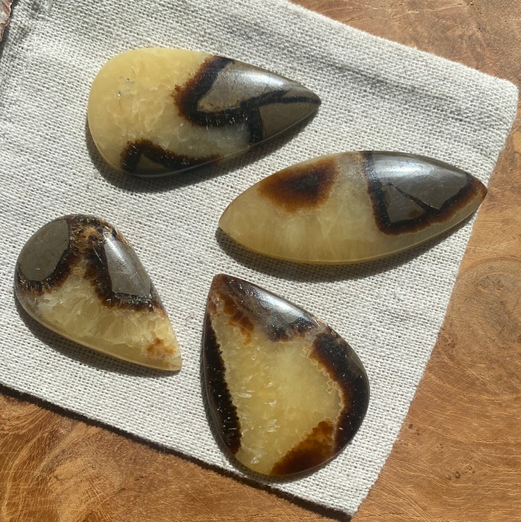 Septarie
