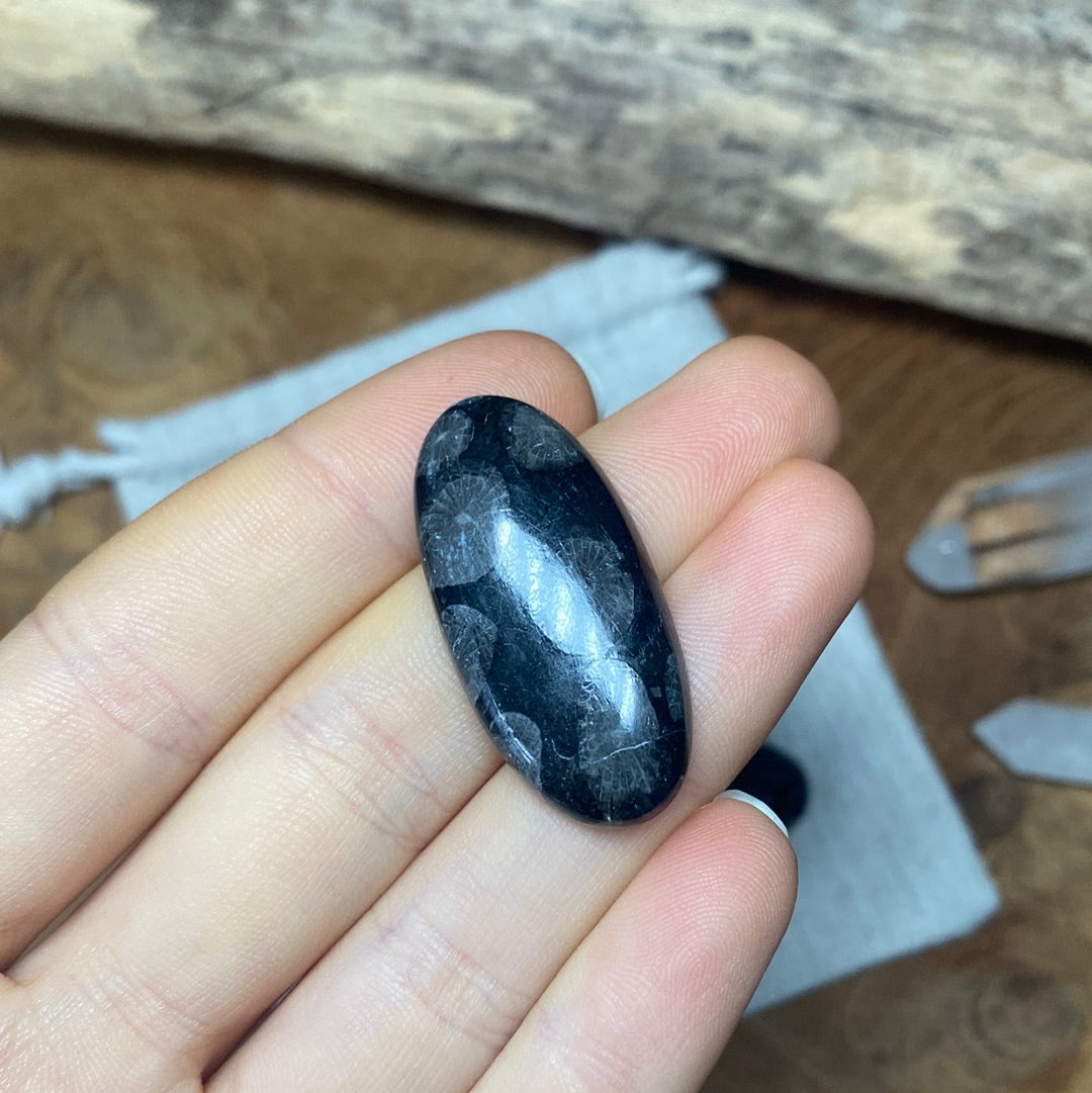 Fossile Koralle Cabochon ~ a6
