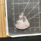 Rosenquarz Cabochon ~ i9