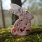Crazy Lace Achat Hase
